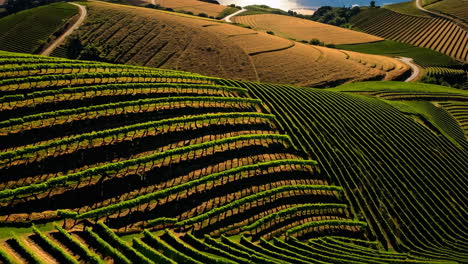vineyards and ocean view landscape