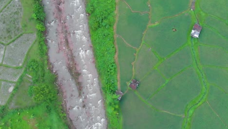 Vista-Aérea-Del-Campo-De-Arroz-Con-El-Río-Y-Cabañas