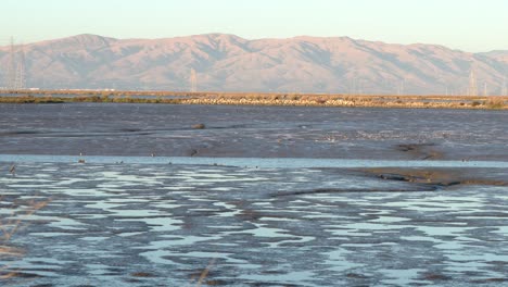 fotografía de vida silvestre en la reserva natural baylands en el área de la bahía de san francisco