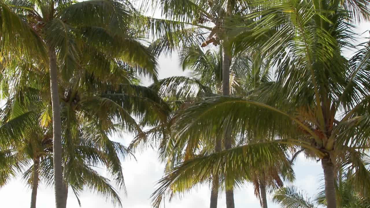 배경에 바다가 있고 손바닥이 흔들리는 이스터 섬 조각상으로 기울어집니다.