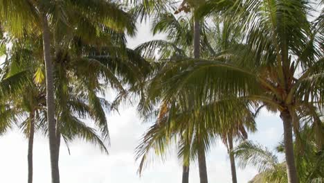 Eine-Neigung-Nach-Unten-Zu-Den-Statuen-Der-Osterinsel-Mit-Dem-Meer-Im-Hintergrund-Und-Palmen,-Die-Winken