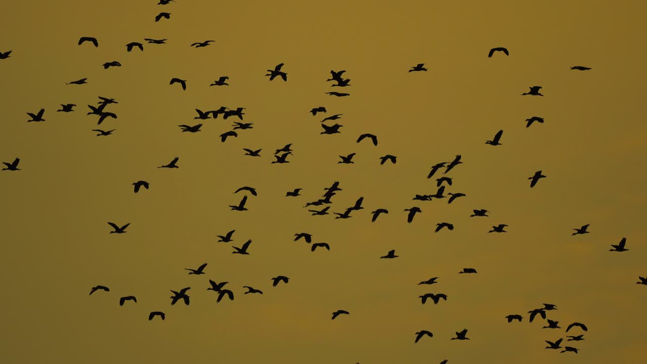 aves en rebaño volando en el fondo del cielo, aves salvajes en la vista alta muestran la libertad de la vida