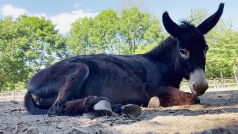 retrato de burro marrón oscuro tirado en el suelo relajante, vista de ángulo bajo