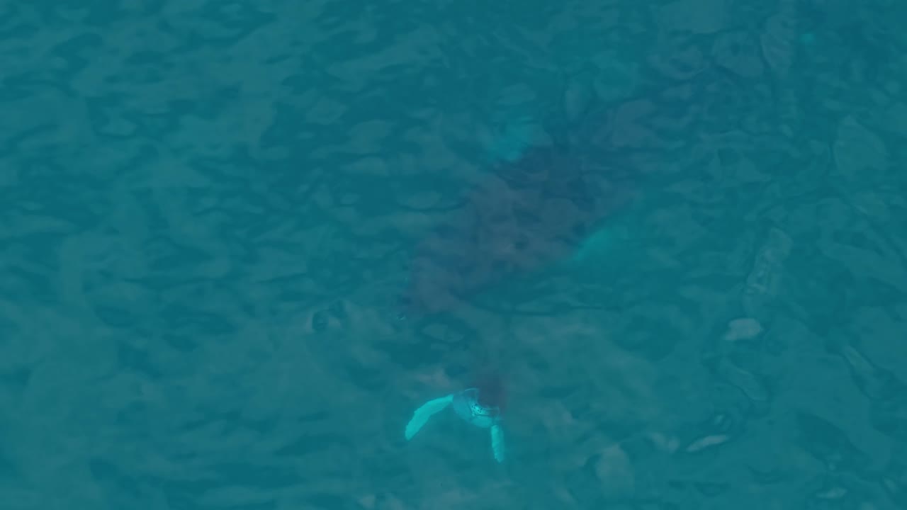 Baby humpback whale smiling as she surfaces for her next breath in close up mammal nature video with her mother under the surface right behind her. Ecuador Pacific Ocean