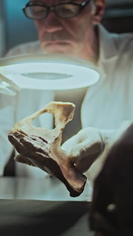 scientist examining a fossil bone