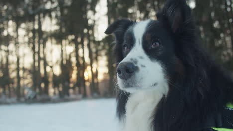 Primer-Plano-Medio-De-Border-Collie