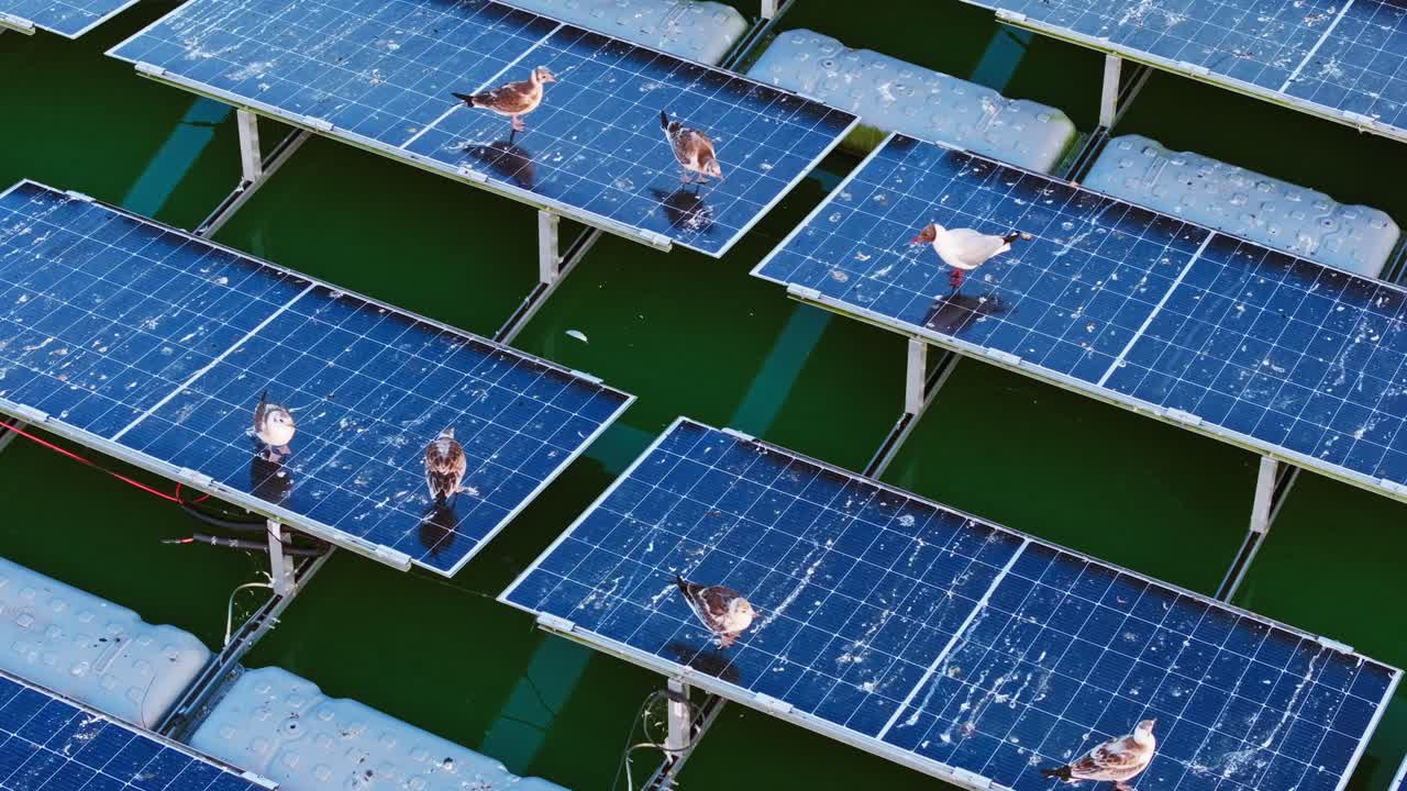 Wild birds calmly perch on floating solar panels above green tranquil water
