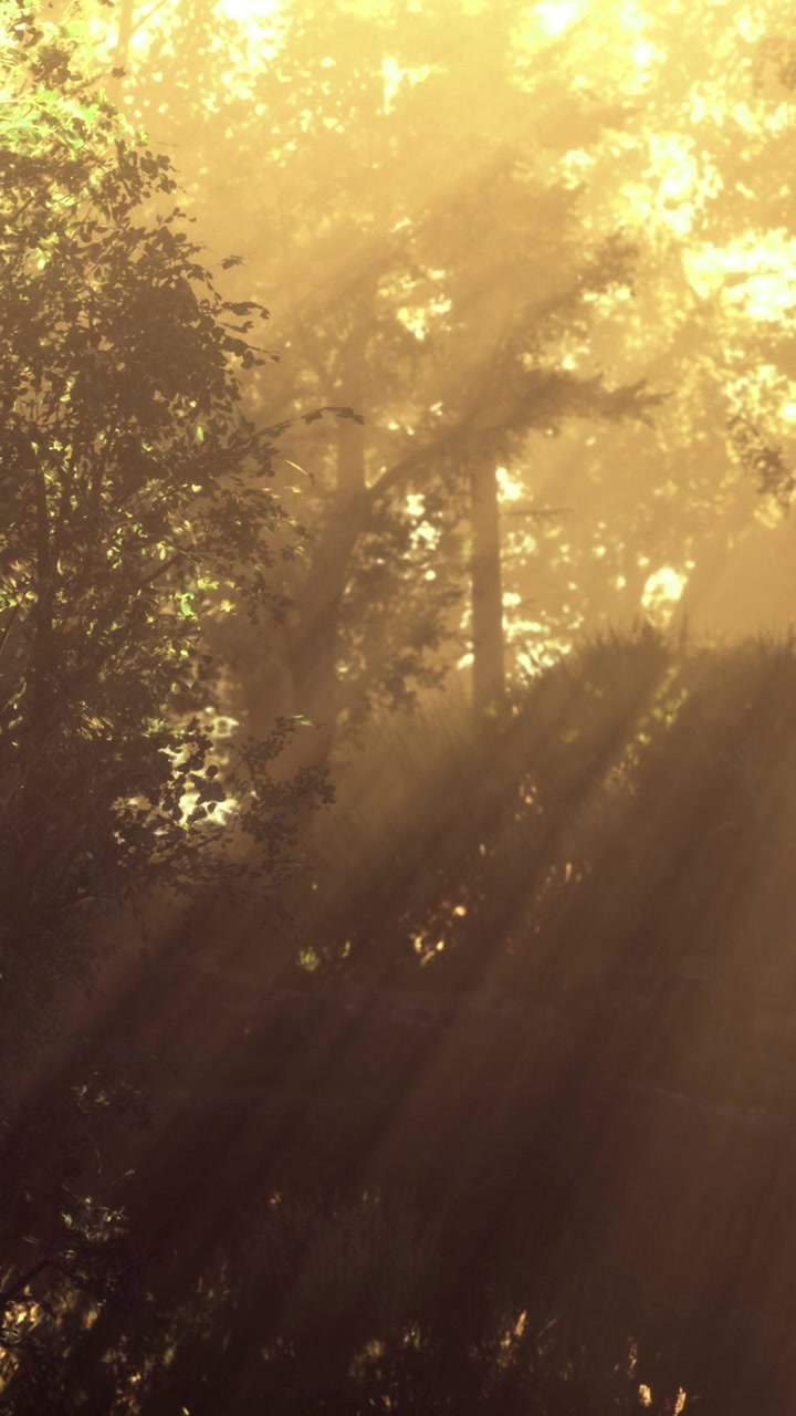 Sunlight shines through trees in a natural setting during morning hours