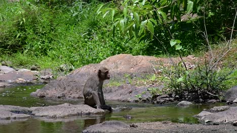 los macacos de cola larga son los monos más fáciles de encontrar en tailandia, ya que están presentes en complejos de templos, parques nacionales e incluso pueblos y ciudades