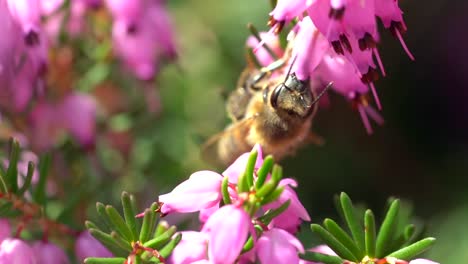 Macro-close-up-of-wild-honeybee-pollinating-pink-flower-during-sunlight-in-spring