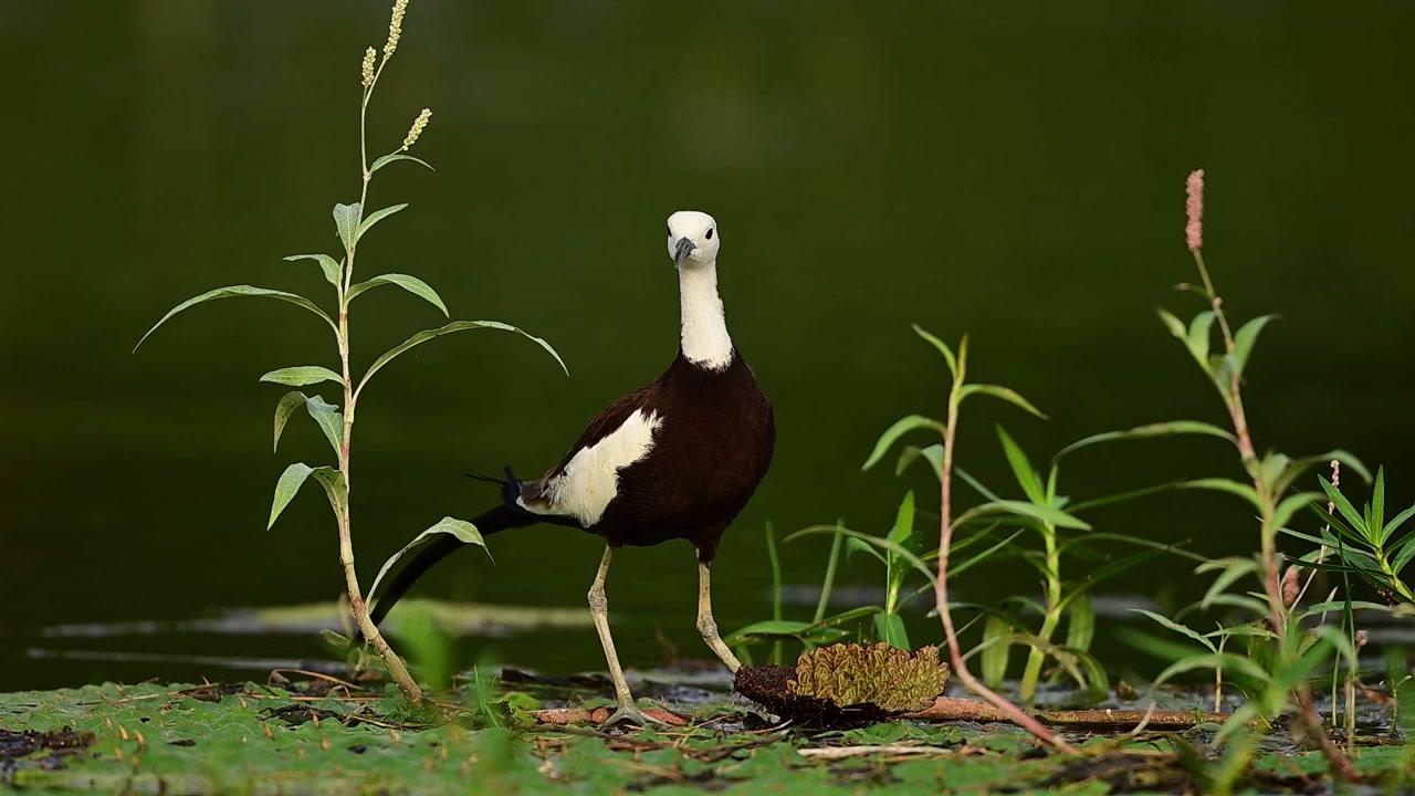 L'uccello acquatico è in pieno piumaggio nuziale, mostrando un corpo di un ricco marrone cioccolato nettamente contrastato da una testa e un collo anteriori di un bianco candido.