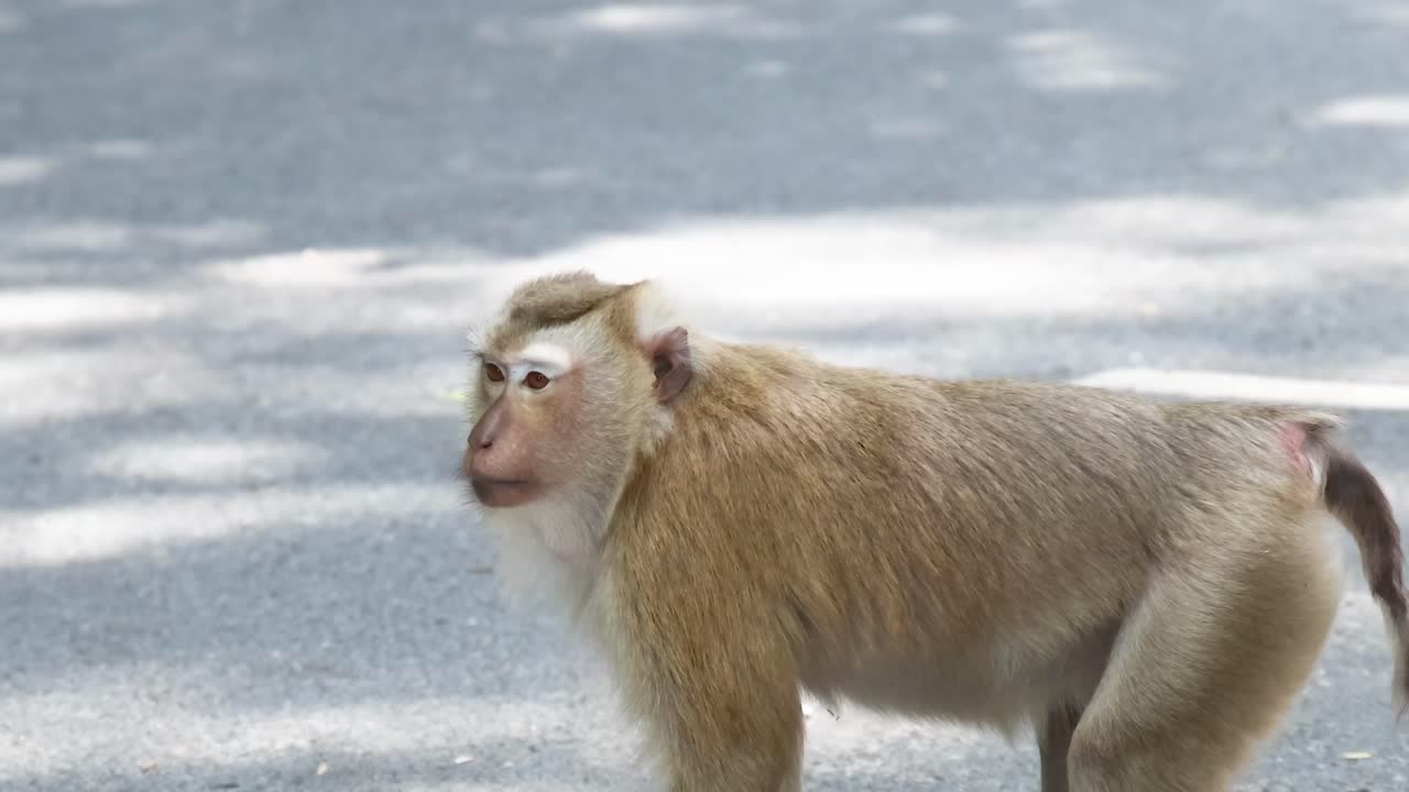 A macaque walks across a sun-dappled road, showcasing its natural behavior and curiosity.