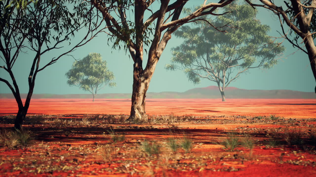 아프리카 사바나 에 있는 아카시아 나무