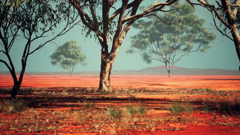 acacia tree in african savannah