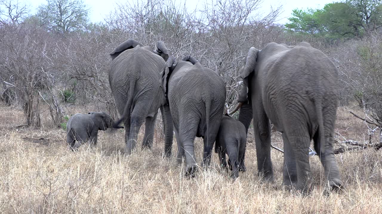 Elephants greet each other affectionately before they move together into the bush