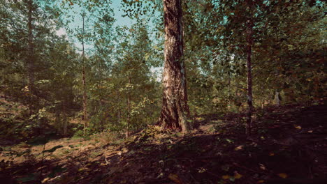 sun shining through trees in a forest