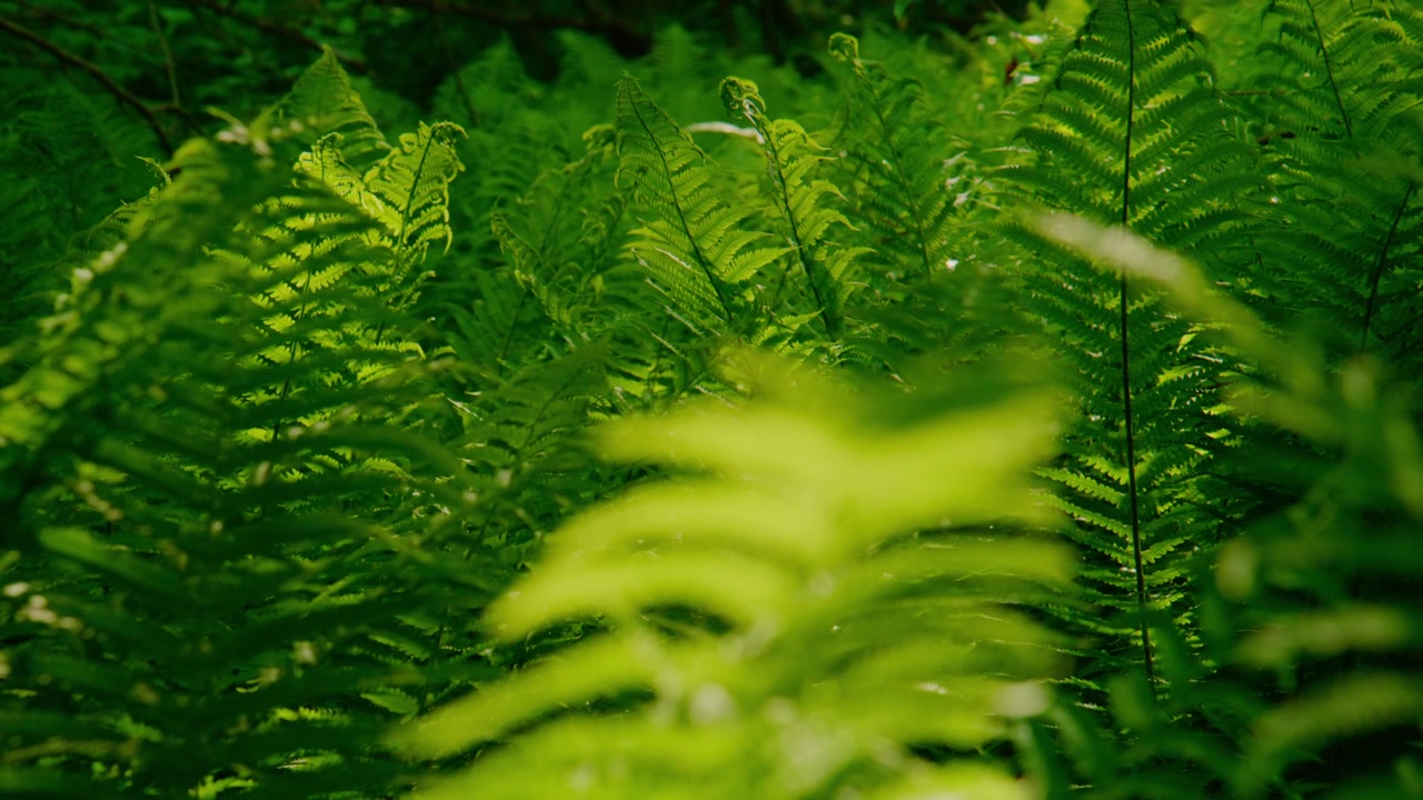 Primo piano di felci verdi lussureggianti e vibranti a fuoco morbido. La luce filtra dolcemente attraverso il fitto fogliame, creando un'atmosfera calma e naturale. Nessuna persona presente. Ideale per sfondi nel settore del benessere.