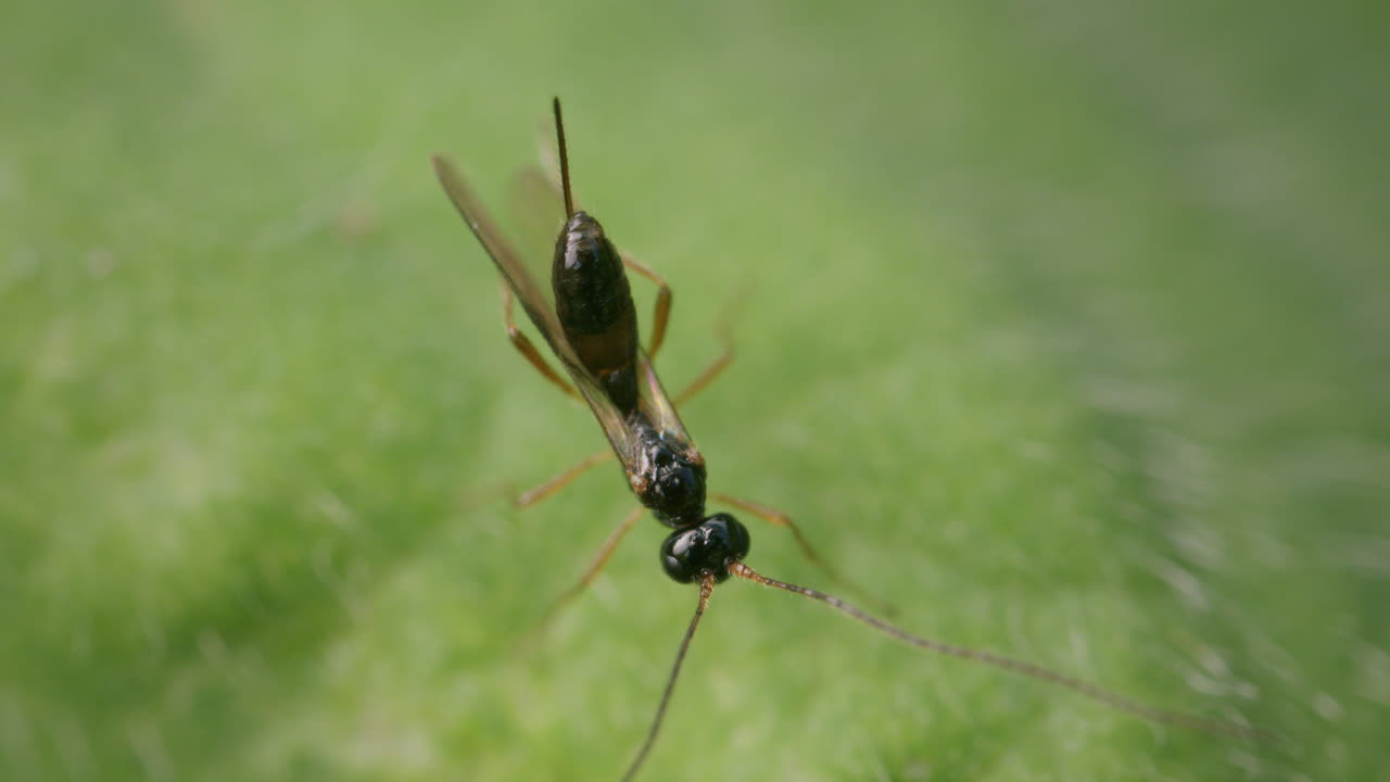 알리시아 브라코니드 (alysia braconid) 벌레가 초록색 잎에서 자신을 청소하고 있습니다.