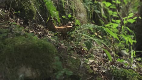 地面水平射擊的 boletus 蘑菇,稱為