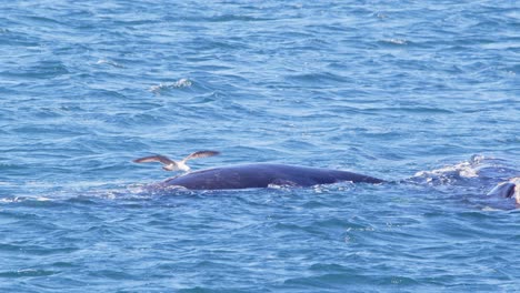 seagull hovering over a right whale and trying to catch a morsel from the back of the whale