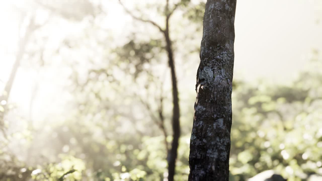 일출 햇빛과 그림자와 낙 엽 송 숲