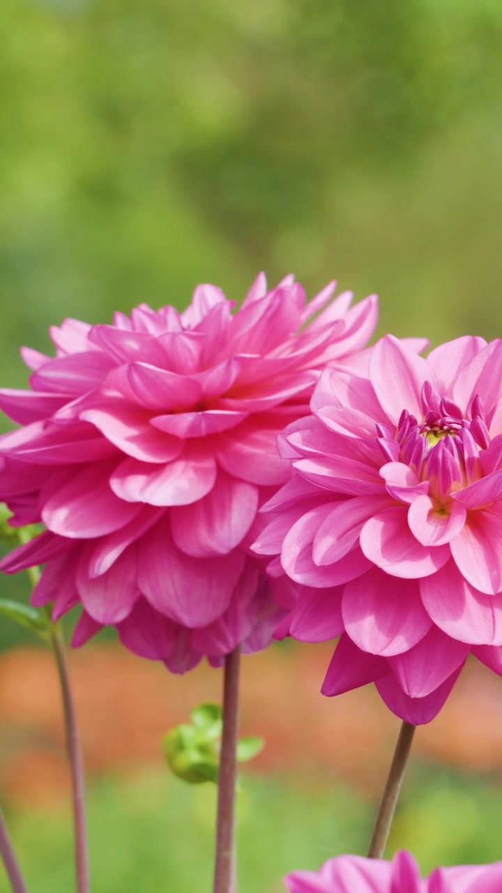 Bunga Dahlia Merah Muda Cerah di Luar Ruangan, Cahaya Alami Lembut, Panning Kamera Horizontal Mulus, Latar Belakang Buram