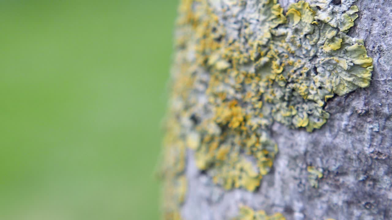 Yellow Lichen on Tree Bark