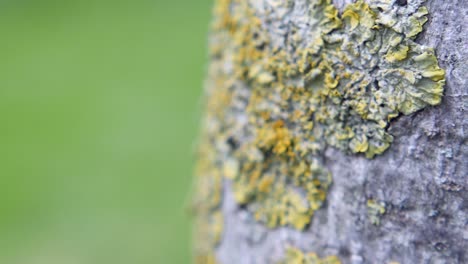 yellow lichen on tree bark