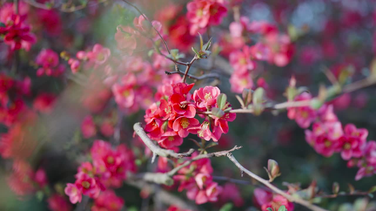 Close up of blossoming Chinese quince shrub at Prague, spring sunlight