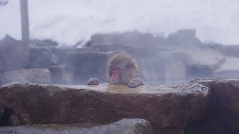 japanese macaque bathing in hot springs at jigokudani, yamanouchi, nagano