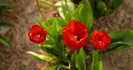 Tulipanes-En-El-Campo-De-Agruiculture-Holanda-8