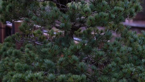 Schöner-Traditioneller-Japanischer-Bonsai-Baum-In-Einem-Keramiktopf,-Klein,-Gut-Gepflegt,-Nahaufnahme-Von-Unten-Nach-Oben