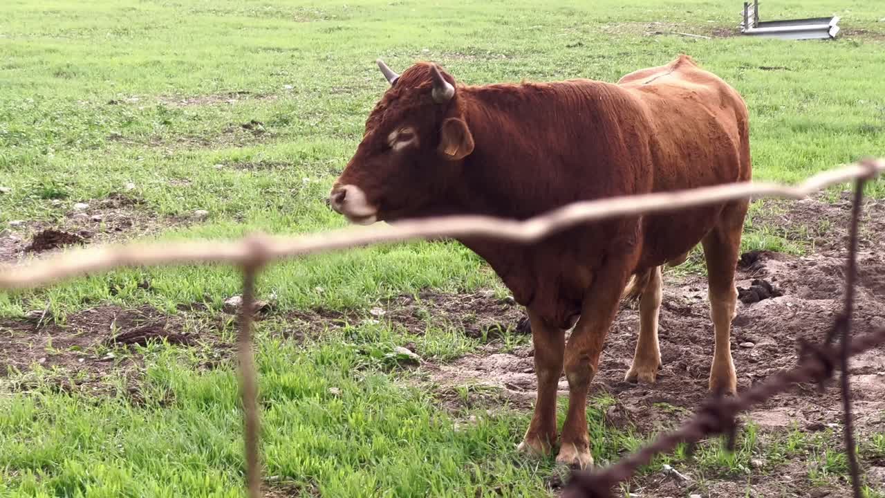 Young bull calf looking curiously while standing outside on the grass in farming environment