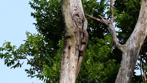 The-Clouded-Monitor-Lizard-is-found-in-Thailand-and-other-countries-in-Asia