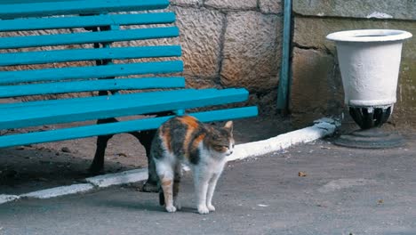many stray cats sitting near a bench in the park