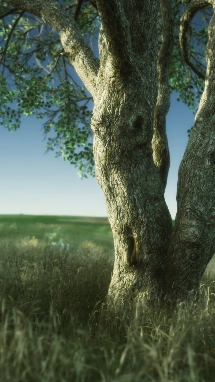 Un albero si erge alto in un campo aperto sotto un cielo luminoso con erba verde intorno