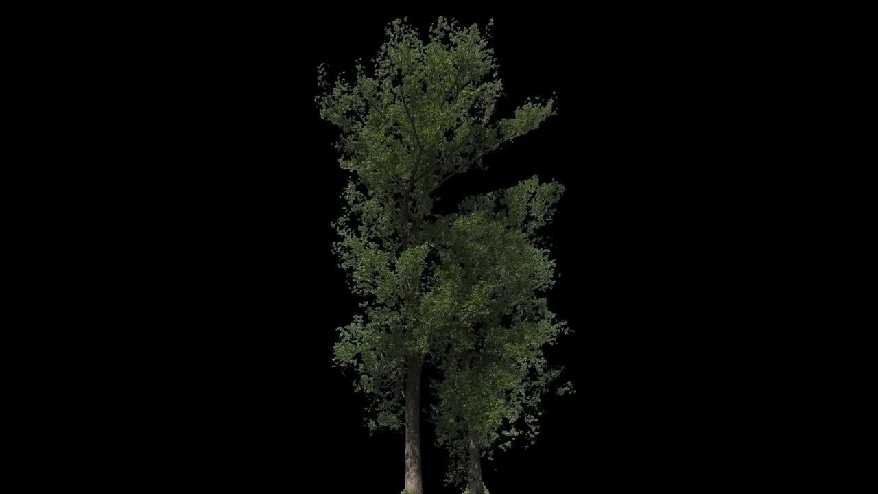 Populus Nigra Isolated Tree