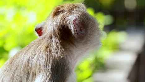 a monkey attentively watches its environment