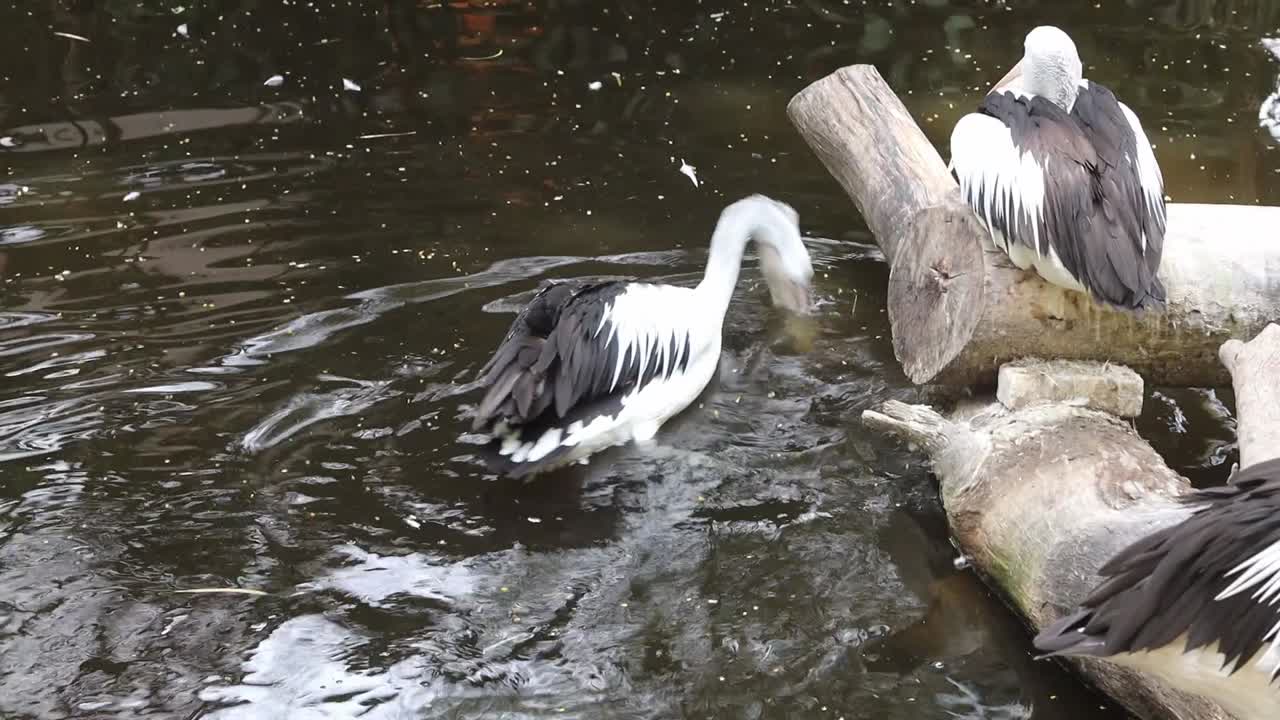 Pelican Swimming Gracefully in Dark Pond with Natural Green Surroundings