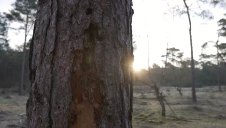 close-up of a pine tree trunk at sunrise