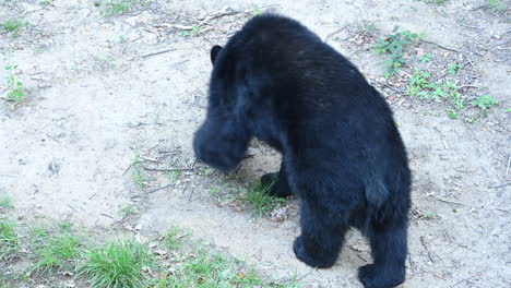 Un-Oso-Negro-Camina-Sobre-Un-Terreno-Forestal,-Suciedad,-Ramas-Y-Hojas-Muertas,-Parque-Zoológico