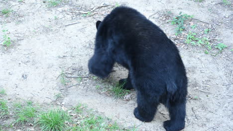 a black bear walks on a forest ground, dirt, branches and dead leaves, zoo park