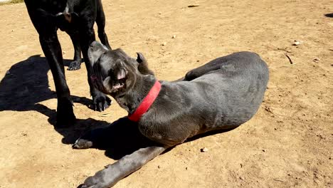 two happy dogs cane corso mother and daughter playing happy at a park.