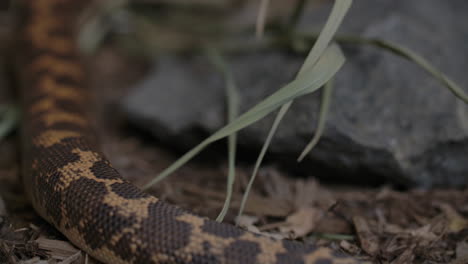 the tail of a kenyan sand boa