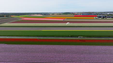 Kiteboarder-on-canal-between-multicolored-flower-fields-in-Holland,-aerial