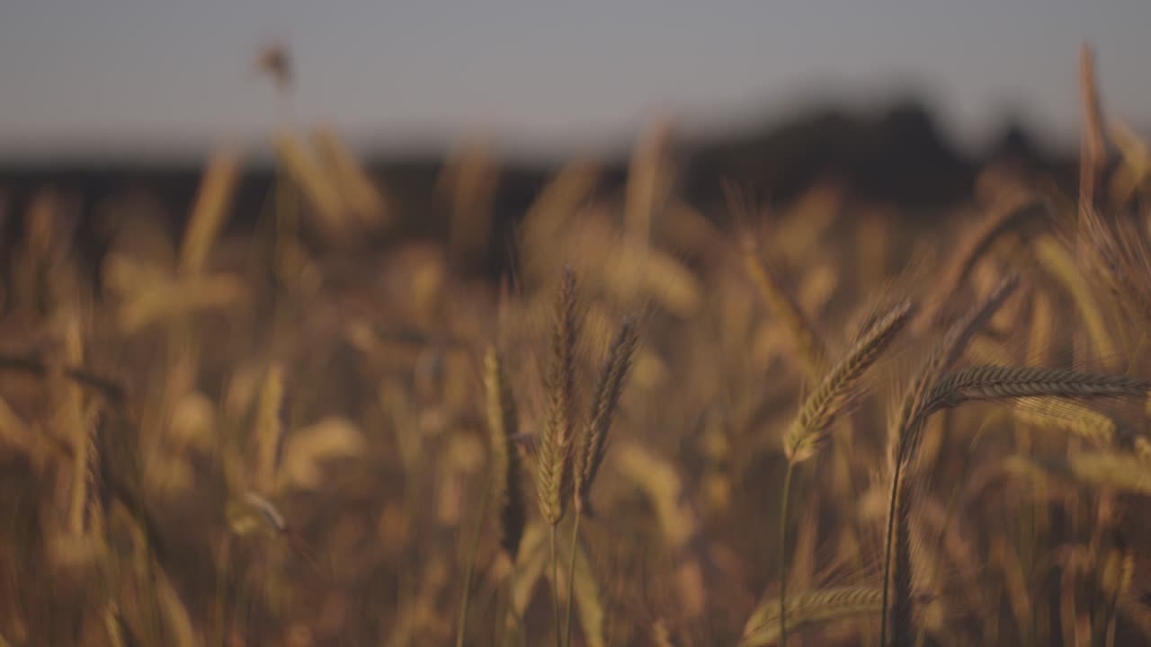 A selective focus footage the wheat spikes in the field on a sunny day with blur background