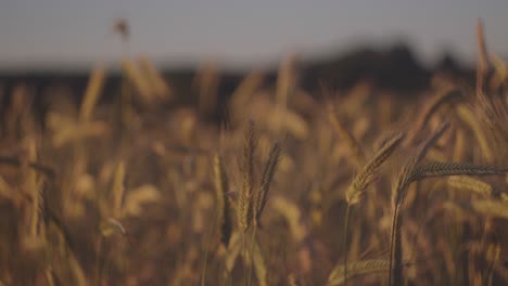 a selective focus footage the wheat spikes in the field on a sunny day with blur background