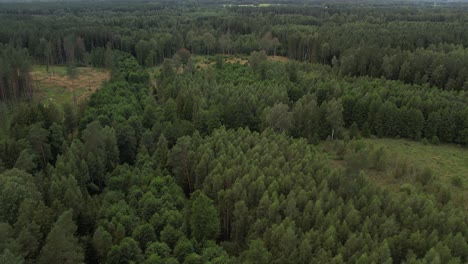 dense forest with tall, straight pine trees rising above a lush green undergrowth, creating a serene and natural woodland landscape
