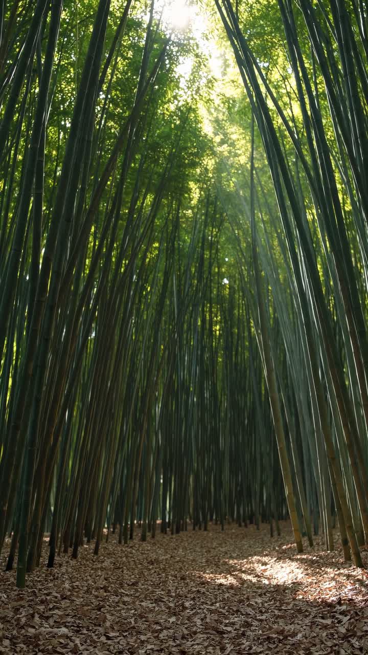 Serena foresta di bambù con fusti alti e sottili ripresa dal basso, creando un'atmosfera tranquilla.