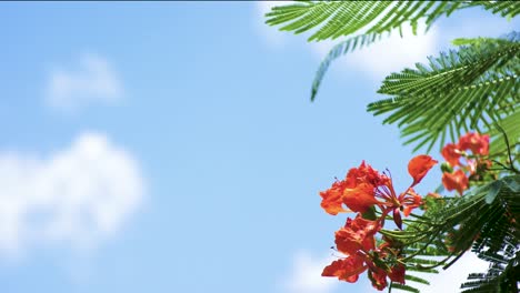 Delonix-regia,-native-for-Poinciana-tree-in-the-breeze-with-blue-sky